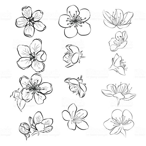 Flower Drawing Tutorials Flower Art Drawing Flower Sketches Floral