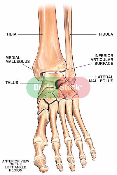 Normal Anatomy Of The Left Ankle Region Doctor Stock