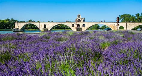 The Top Lavender Fields Tours From Avignon Excursions Activities