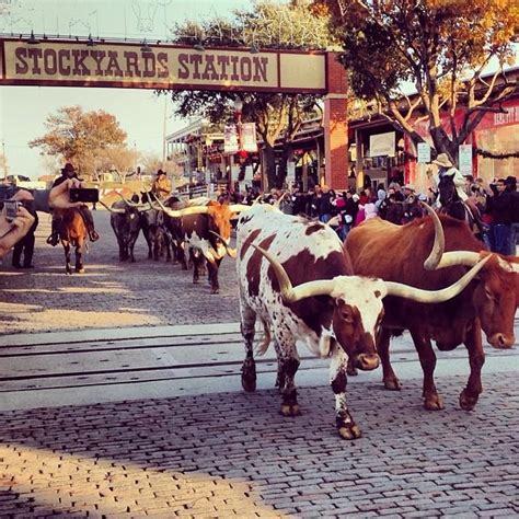 The Herd Daily Longhorn Cattle Drives In Fort Worth Texas Fort