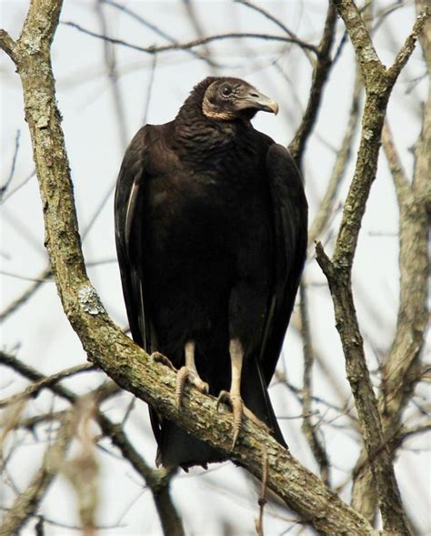 Black Vultures Are Expanding Their Range In Southern