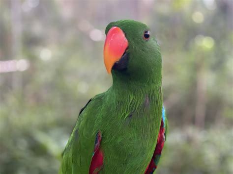 The Eclectus Parrot Natuwa Parrot Sanctuary Costa Rica