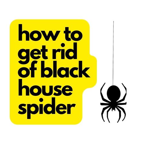 How To Get Rid Of Black House Spider Organic Gardening
