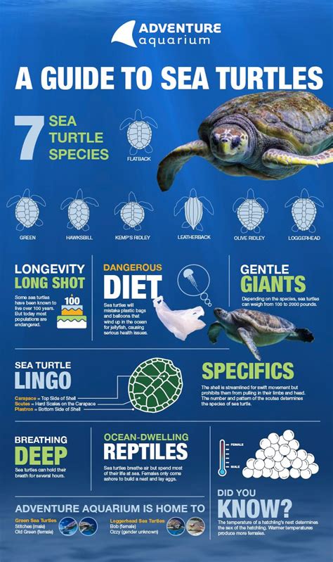 Did You Know That 6 Out Of 7 Sea Turtle Species Are Vulnerable Endangered Or Critically