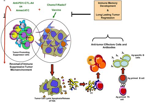 Cancers Free Full Text Immunotherapy And Immune Evasion In Prostate