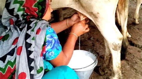 Village Cow Milking By Hand Milking By Woman Hand Km Village