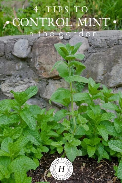 4 Tips To Control Mint In The Garden Mint Garden Mint Plants Herbalism