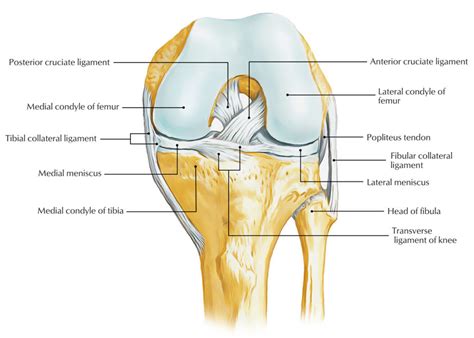 Ligaments Of The Knee Joint Earths Lab