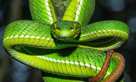 Red Tailed Pit Viper A New Snake Record For Odisha Sighted At