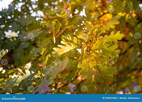 Oak Tree With Yellowing Leaves In The Rays Of The Autumn Sun Stock