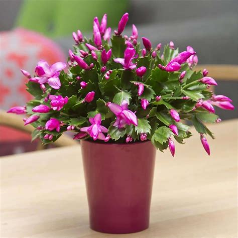 Top 10 Best Holiday Plants To Give As Ts House Fur