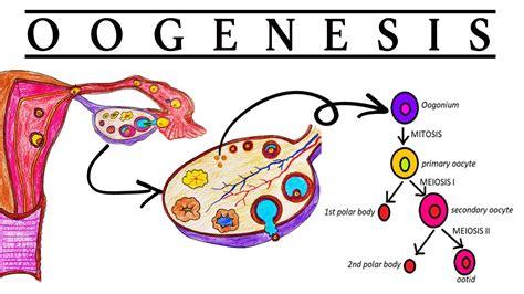 Oogenesis Human Reproduction Class 12 Youtube