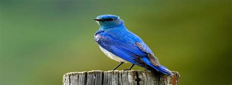 Animals Pictures Birds Bluebird Facebook Covers Myfbcovers