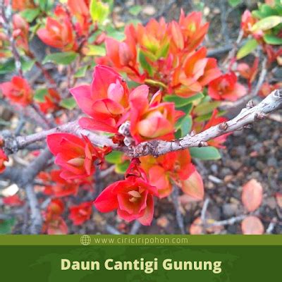 Lalu seperti apa jenis perusahaan jasa yang lain? Ciri Ciri Pohon Manisrejo / Cantigi Gunung Di Alam Liar - Ciriciripohon.com