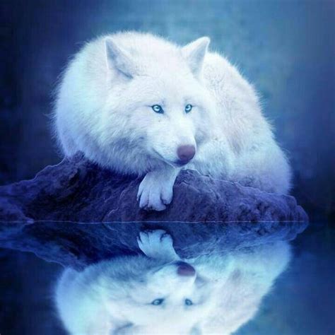 33 Best White Wolves With Bright Blue Eyes Images On Pinterest