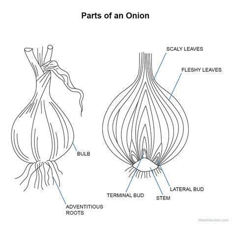 7 Parts Of An Onion Their Names And Functions Graphic