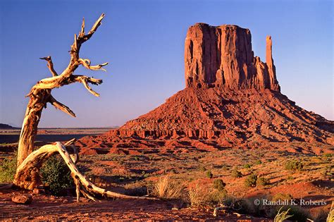 A Twisted Juniper Tree Frames Left Mitten At Sunset Monument Valley