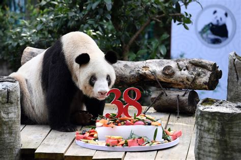 Worlds Oldest Captive Giant Panda Passes Away Xinhua Englishnewscn