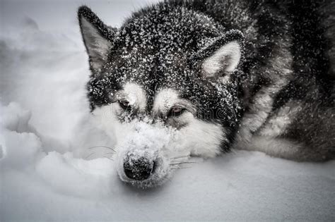 Dog Breed Alaskan Malamute On A Snow Toned Stock Image Image Of
