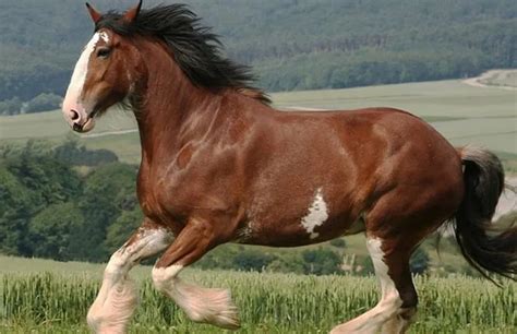 Facts About Clydesdale Horses Home Interior Design