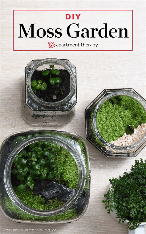 It's time to bring back gardening! How To Grow Your Own Moss in 2020 | Moss garden, Indoor ...