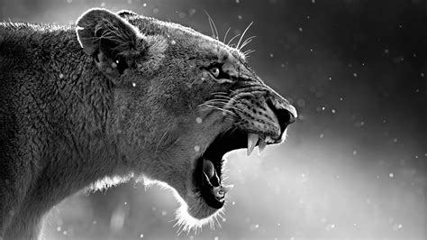 Lion Roaring Hd Animals 4k Wallpapers Images Backgrounds Photos