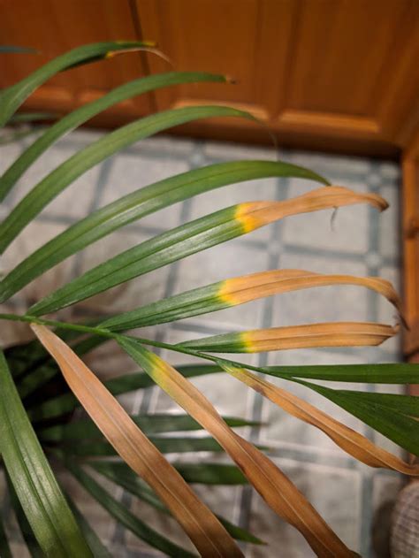 Yellow Spots On Areca Palm Leaves Yellow Leaves And Brown Leaf Spots As They May Be An