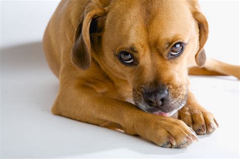 Check spelling or type a new query. Why Dogs Eat Vomit