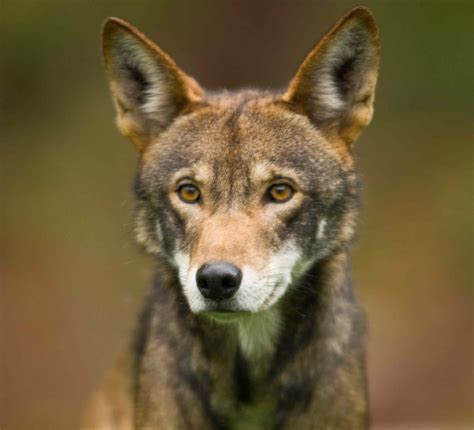 Mysterious Texas Canines Have Ghost Dna Of Red Wolves