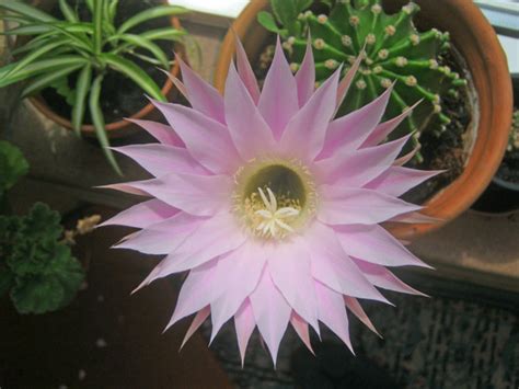 How do i care for my easter cactus? Easter Lily Cactus (Echinopsis oxygona) : Grows on You