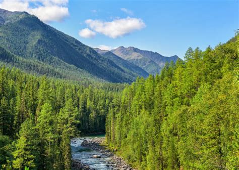 Taiga Forest Stock Photos Pictures And Royalty Free Images Istock