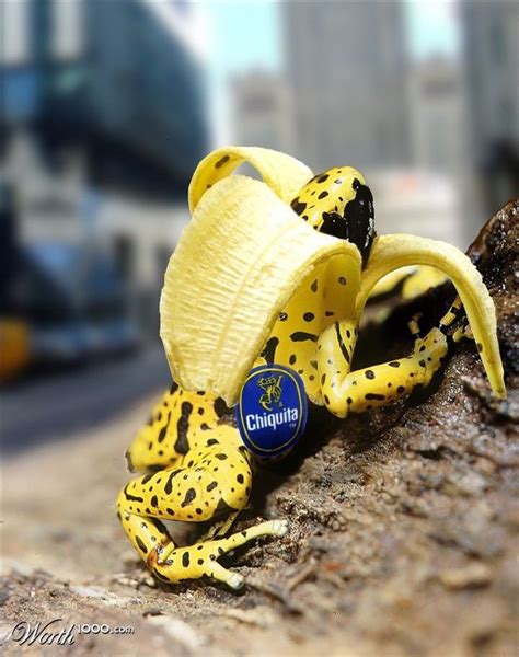 Banana Frog Banana Frog Funnyphotoeffectsanimals In 2020 Funny