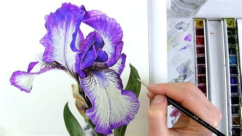 How To Paint Realistic Botanical Bearded Iris In Watercolour With Anna