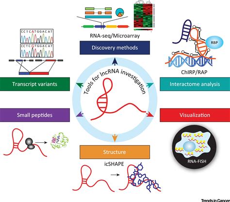 Long Noncoding Rnas In Cancer From Function To Translation Trends In