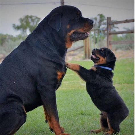 Mama Listen To Me Rottweiler Lovers Rottweiler Puppies Pitbull