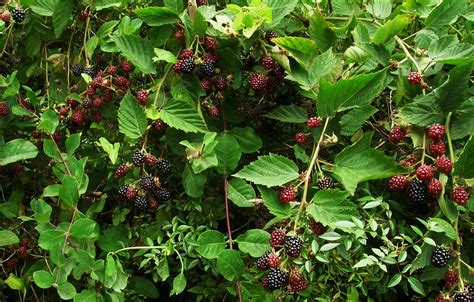 Wild Food Plants For Foraging Edible Landscaping