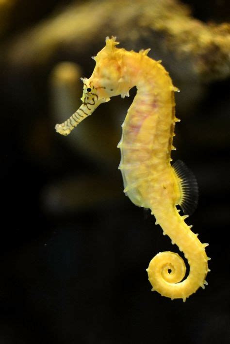 39 Everything Seahorses Ideas Seahorse Sea Dragon Ocean Creatures