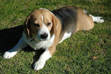 Beagle Information Dog Breeds At Thepetowners