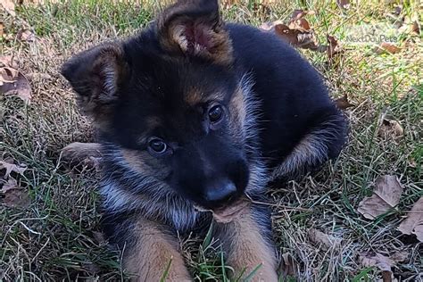 Check spelling or type a new query. Whitley: German Shepherd puppy for sale near St Louis, Missouri. | 92b303eb-4d51