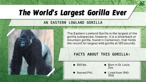 Discover The Worlds Largest Gorilla A Z Animals