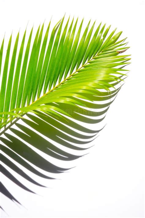 Green Palm Leaves And Shadows On A White Wall Background Stock Image