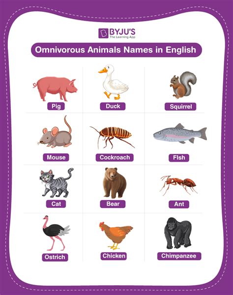 Omnivorous Animal Names Explore List Of 20 Omnivorous Animal Names