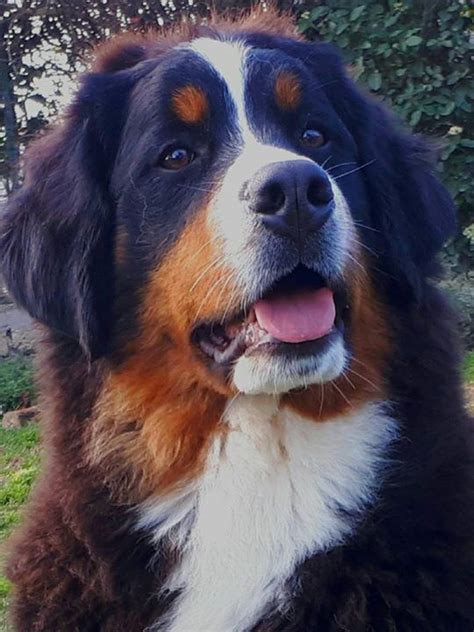 The bernese mountain dog requires daily brushing, with extra care needed during their heavy seasonal shedding. Bernese Mountain Lovers Club | Cute dogs, Mountain dogs, Bernese dog