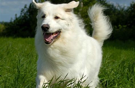 Dog Breeds With Long Hair
