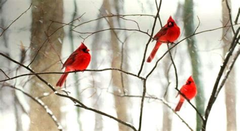 Red Cardinal Meaning Spiritual Symbolism When You See A Red Cardinal