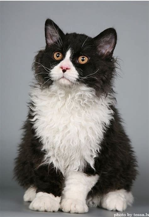 Medium Hair Cat Breeds Black And White Pets Lovers