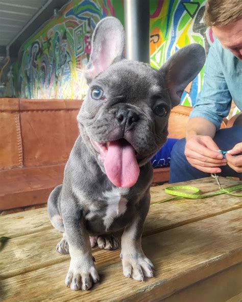 We are located in houston, texas. French Bulldog Puppies Texas