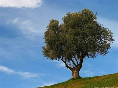 El Increíble árbol De Olivo En La Cultura Judía Flora Plants Holy Land