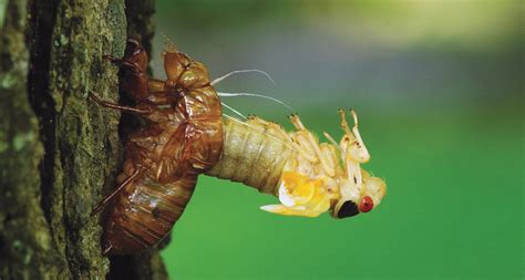 Cicadas Life Cycle Cicadas Life Cycle By L And B Wordworks Teachers Pay If The