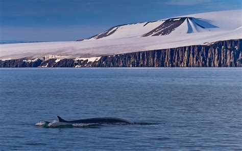 Blue Whales Balaenoptera Musculus By Bird Cliff Alkefjellet